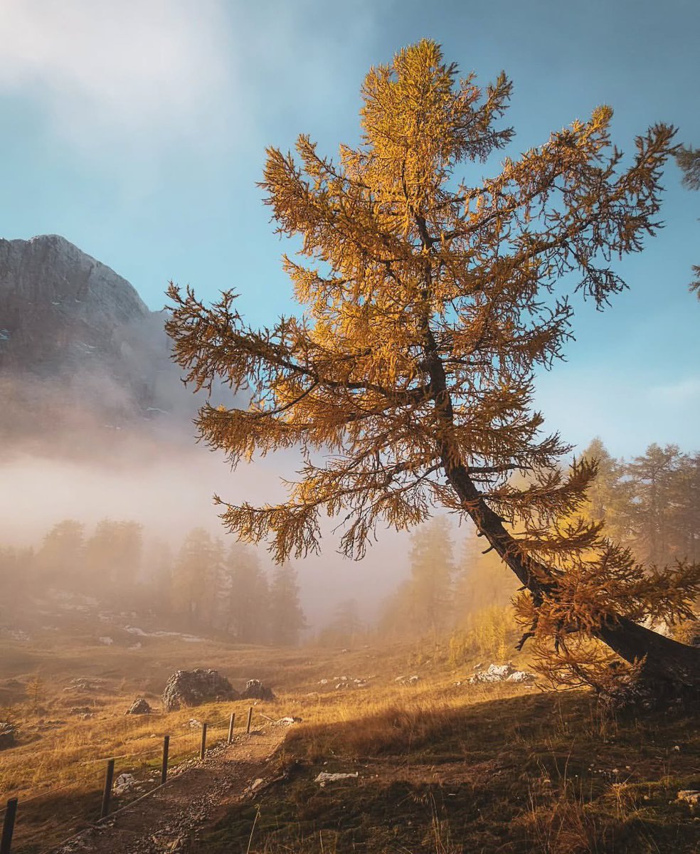 The golden larches in the mountains ♥️ I just love when October rolls around.
Photo by 📸 @anemari.locicnik