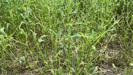 From #pasture recovery after fall #armyworm damage to protecting #hay through winter, these fall management steps from <a href="/UNLExtension/">Nebraska Extension</a> can help maintain your #forage supply. buff.ly/beulxyt 

#NebExt #nebraskaag #agtwitter <a href="/Pasture_Forage/">Pasture & Forage</a> #croppests