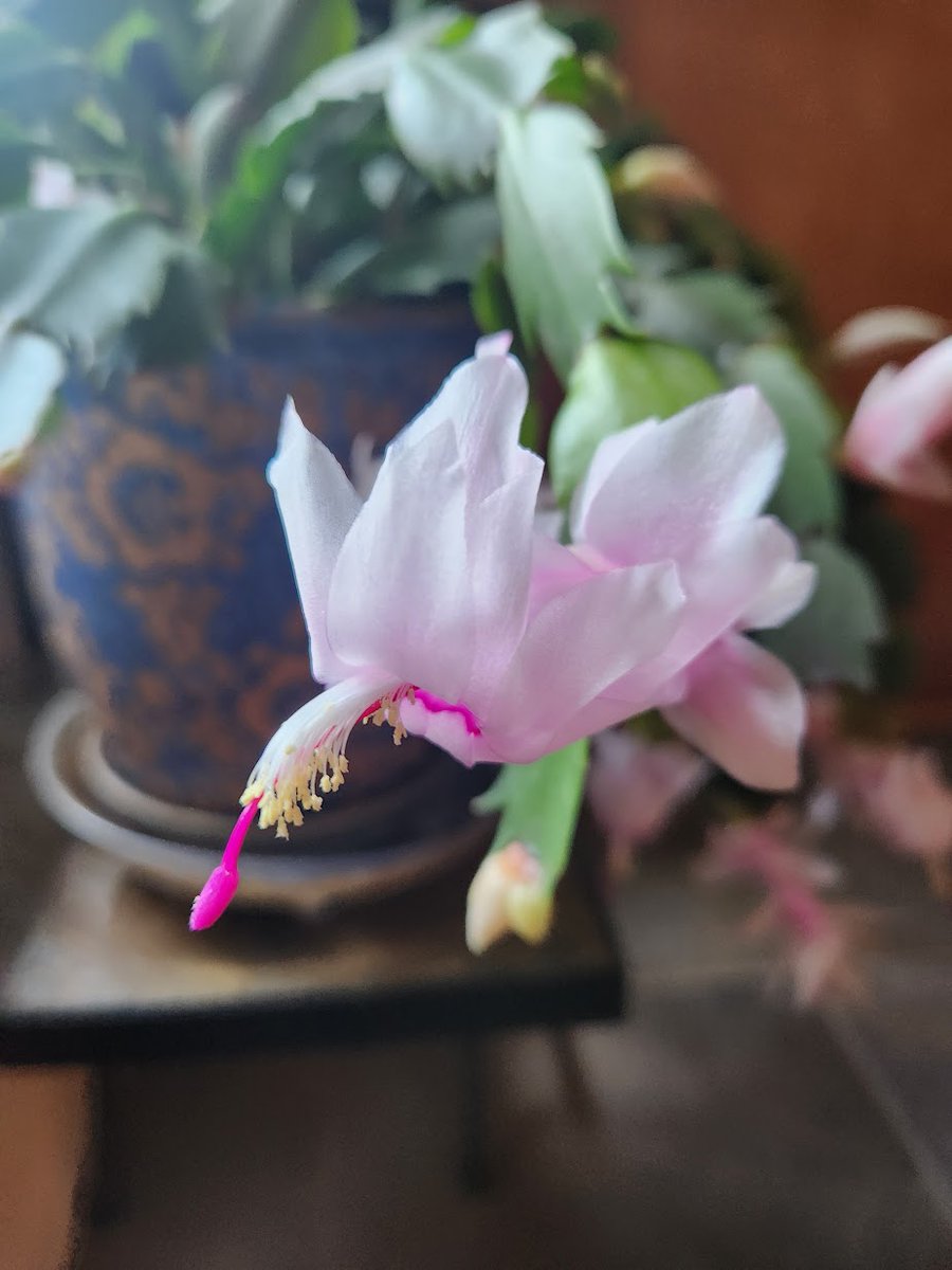 FlutterbyFlora's tweet image. Pretty indoor pinks🩷💗💚