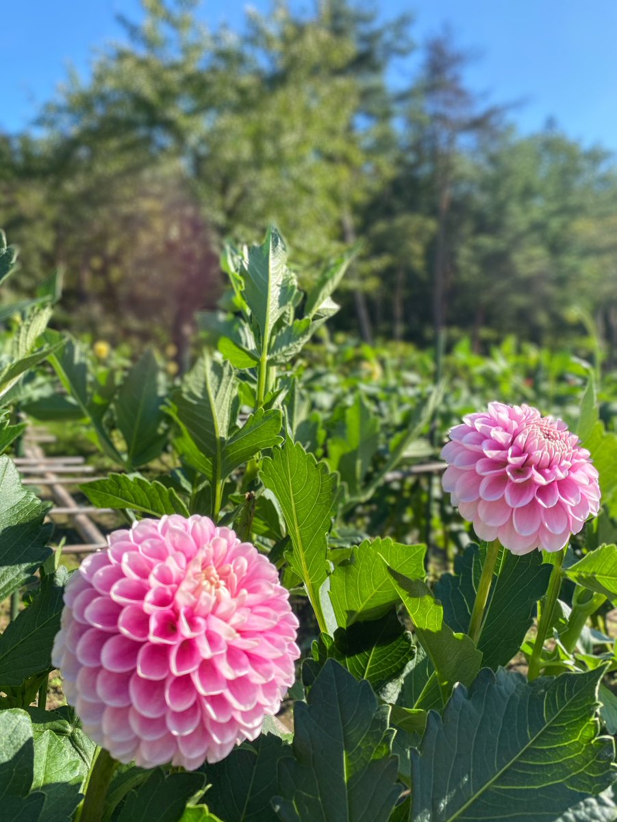 tabimuyan2nd's tweet image. #中年も花を愛でる
#flower
#川西ダリヤ園
#ダリヤ