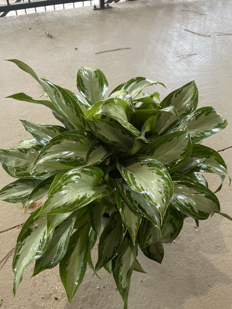 Libby_kins's tweet photo. "no more new plants this year, I have zero space for ANYTHING else"

*$15 wish list plant on the shelf* https://t.co/wDuMQjIlkC
