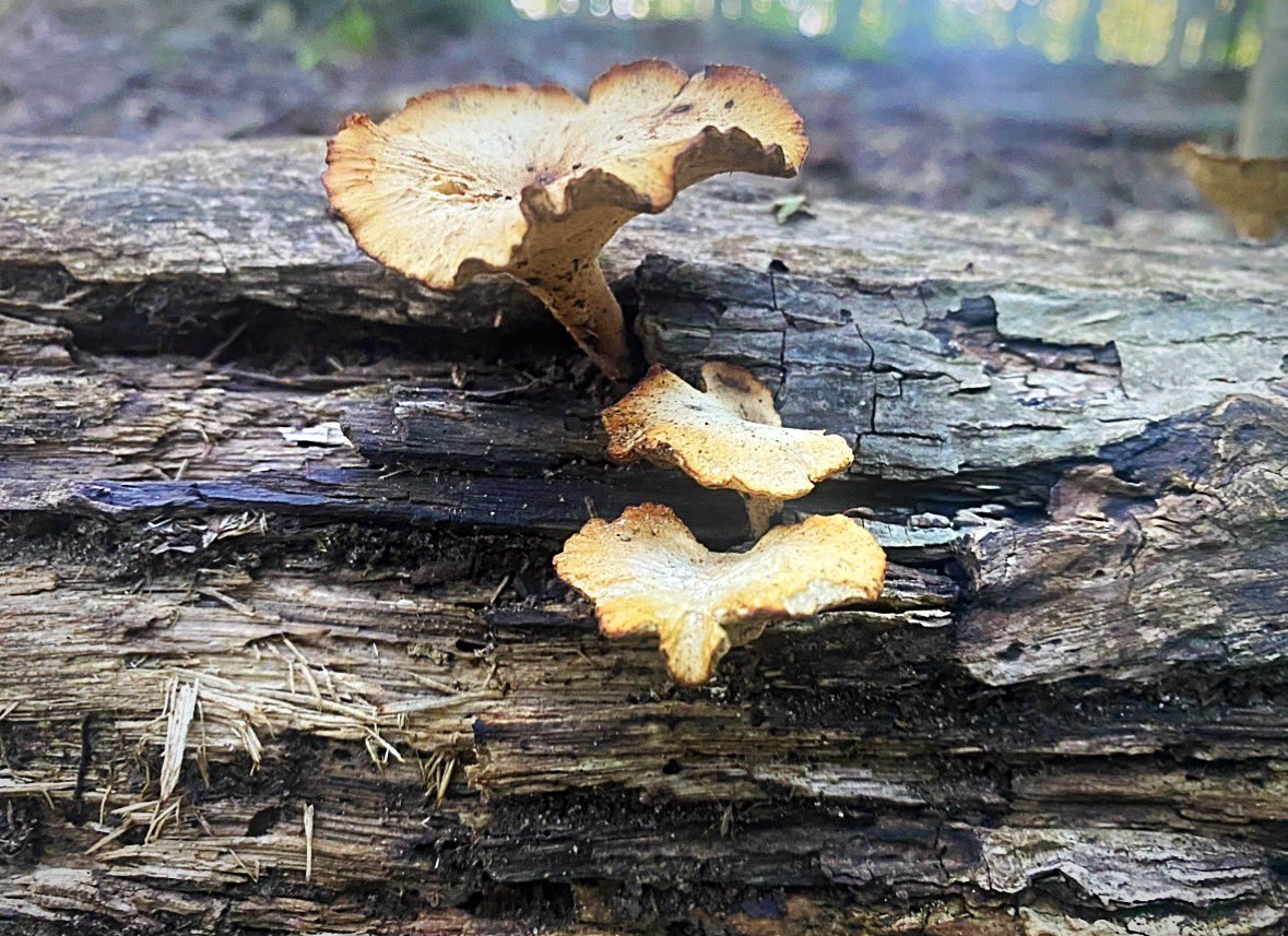 🍄‍🟫🍄‍🟫🍄‍🟫 #mushrooms #mushroommonday #fungifriends