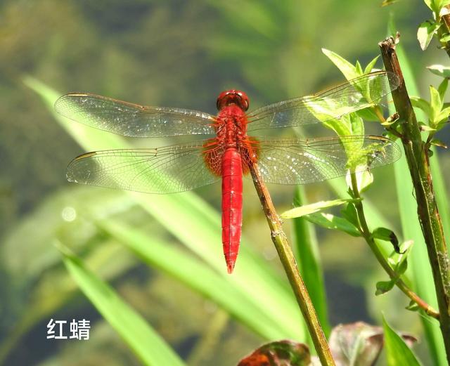 BooteArbor's tweet photo. however, the wings of most dragonflies are held flat and away from the body, while damselflies hold their wings folded at rest, along or above the abdomen. https://t.co/CImPB6OUQa