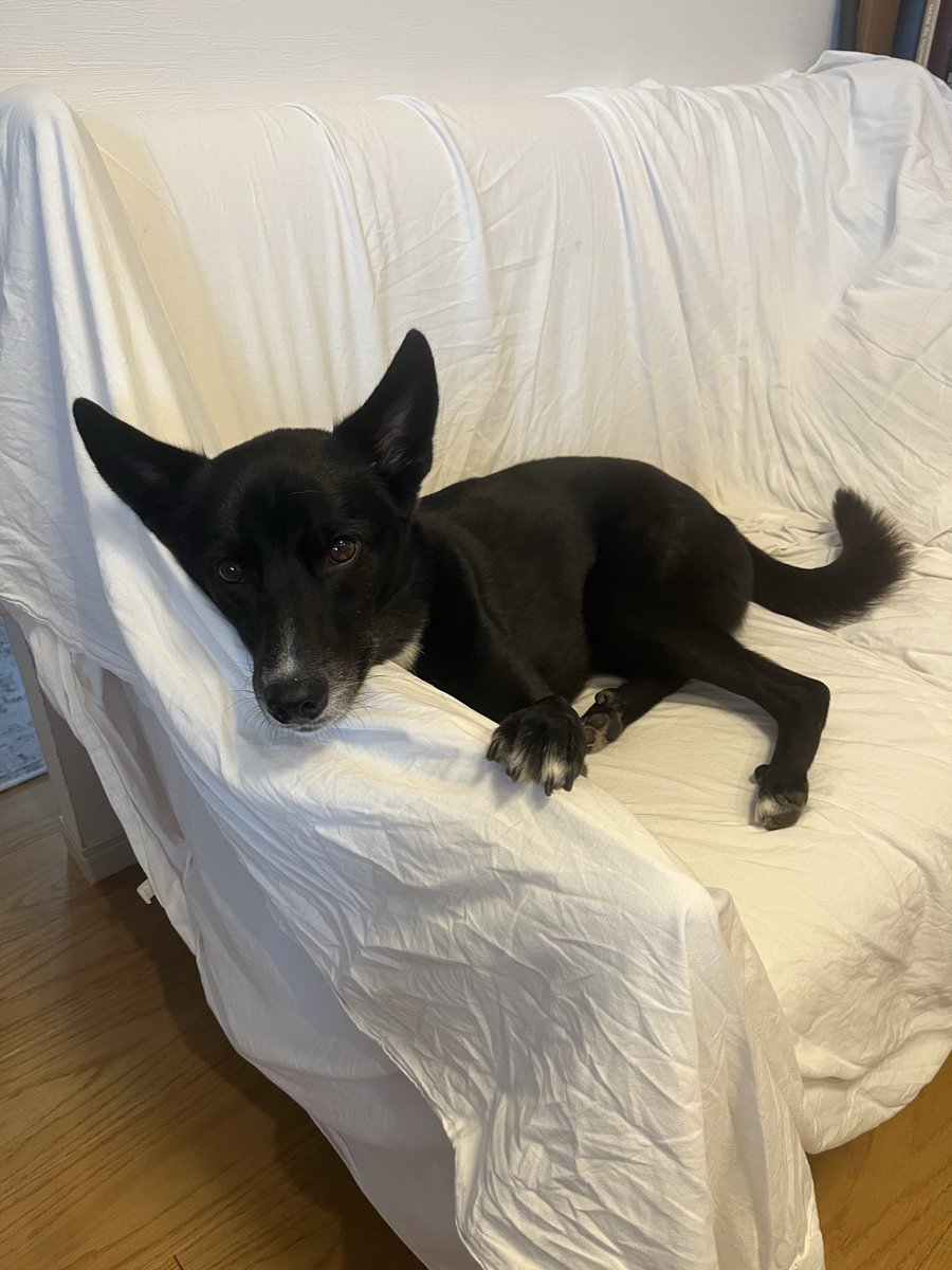 白と黒のいぬ (@ocerodog) / Posts / X