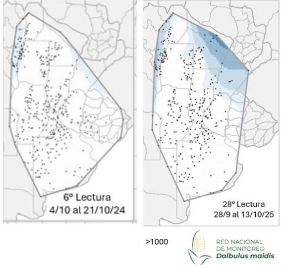 Si comparamos Oct 2024 y Oct 25, en los recuentos de la red Nacional de monitoreo de Dalbulus, está cerca en el N. Será suficiente basar el manejo solo en trat de semillas e insecticidas? Va a estar difícil 😨