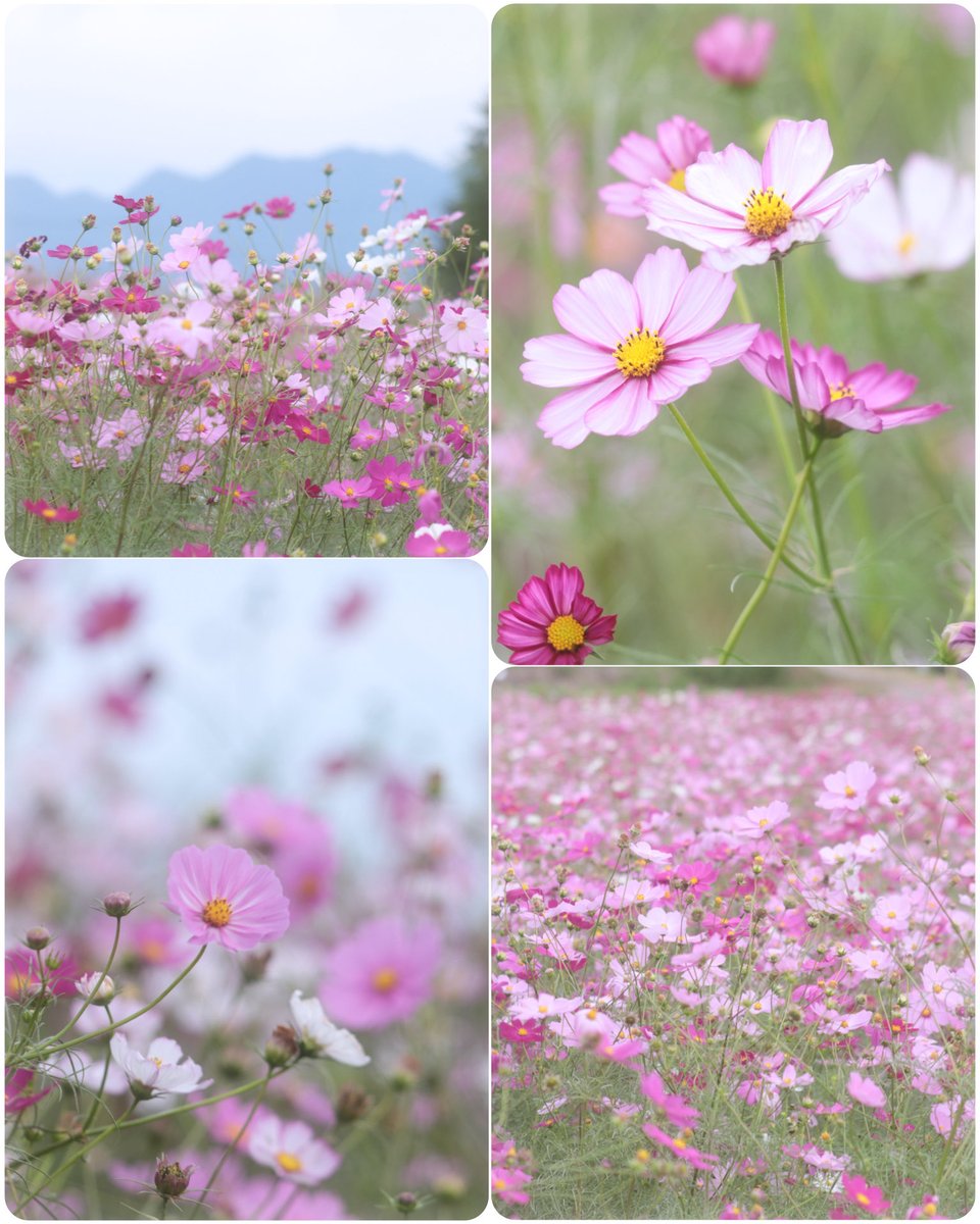 monet_vane's tweet image. 𓂃𓂂ꕤ*.ﾟ🌸🌿

      秋桜
             癒されますね
                         良い1日を
                                        𖡼.𖤣𖥧𖡼.𖤣𖥧🍃

 #TLを花でいっぱいにしよう