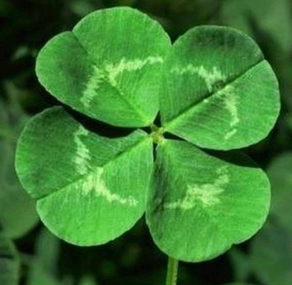 flopyc87's tweet image. 