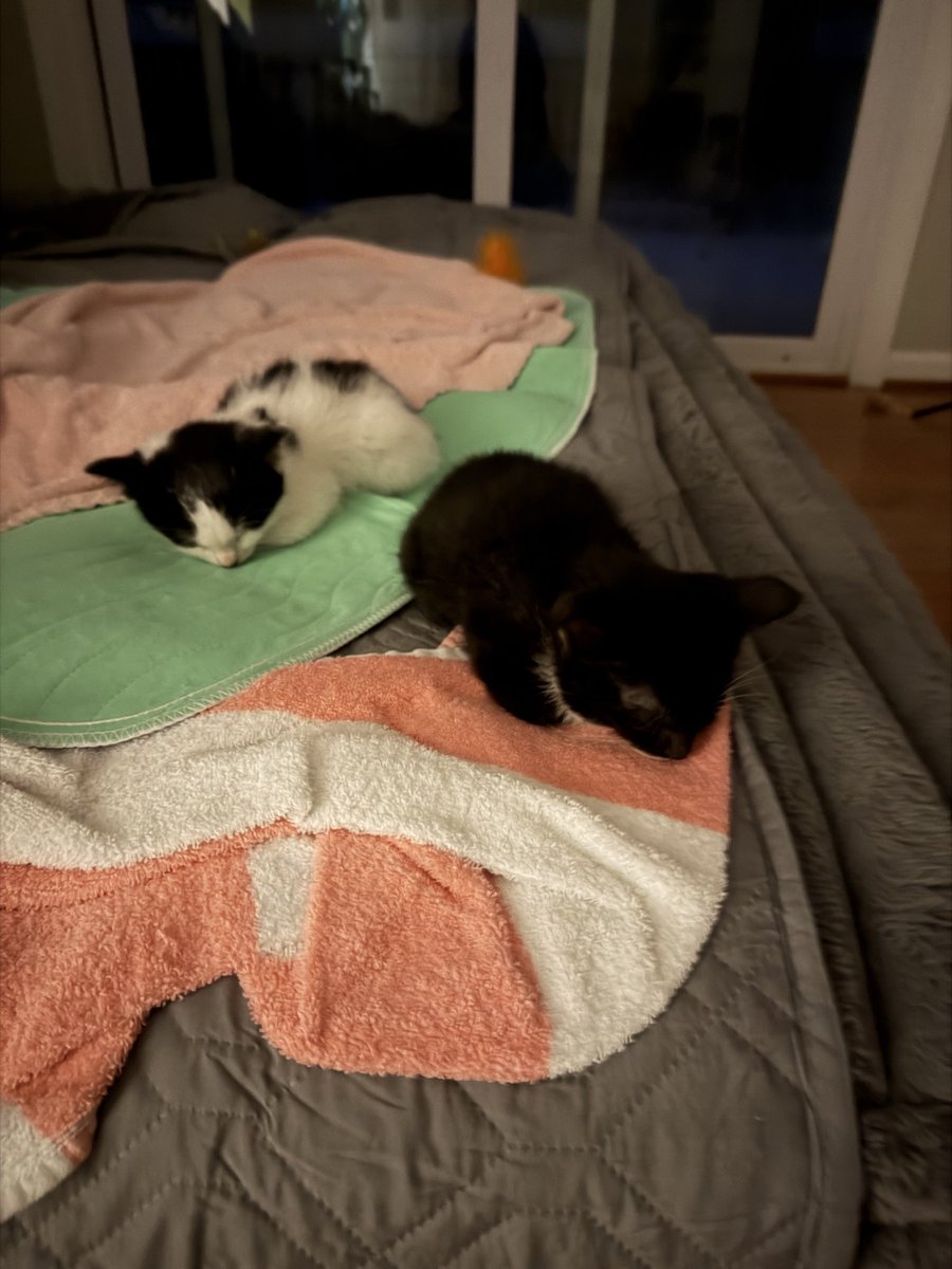 WebCoderz's tweet image. They’re too adorbs