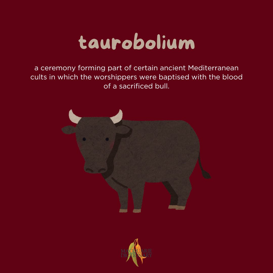 MacqDictionary's tweet image. #WordoftheDay taurobolium: a ceremony forming part of certain ancient Mediterranean cults in which the worshippers were baptised with the blood of a sacrificed bull. #MacquarieDictionary