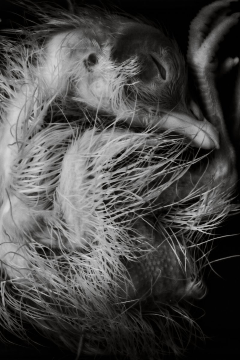 anotherlight's tweet image. A ghosteen dances in my hand
Slowly twirling, twirling, all around