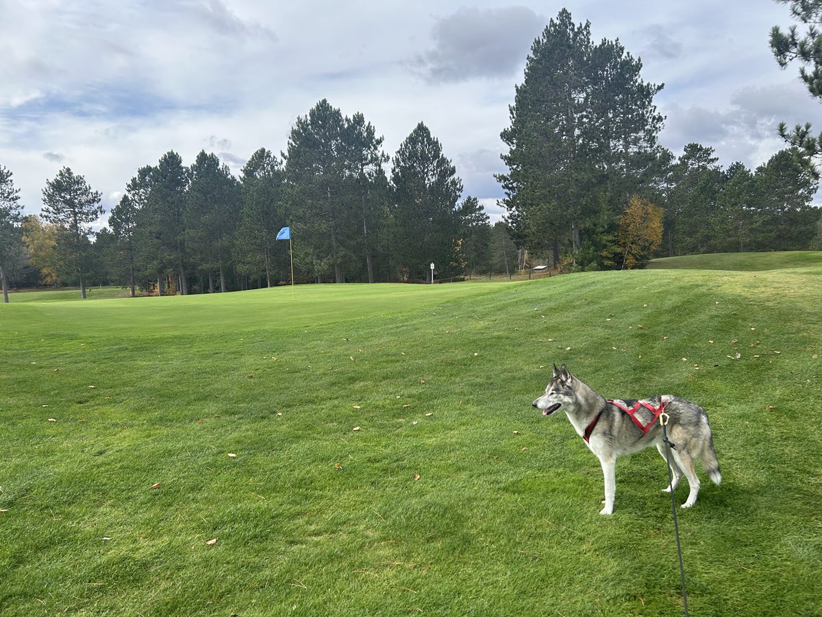 ChocolayDowns's tweet image. 7 days after top dressing it’s looking good again. Inspector Ralph approves. #dogsofturf Closing day is 10/25 come get it while you can.