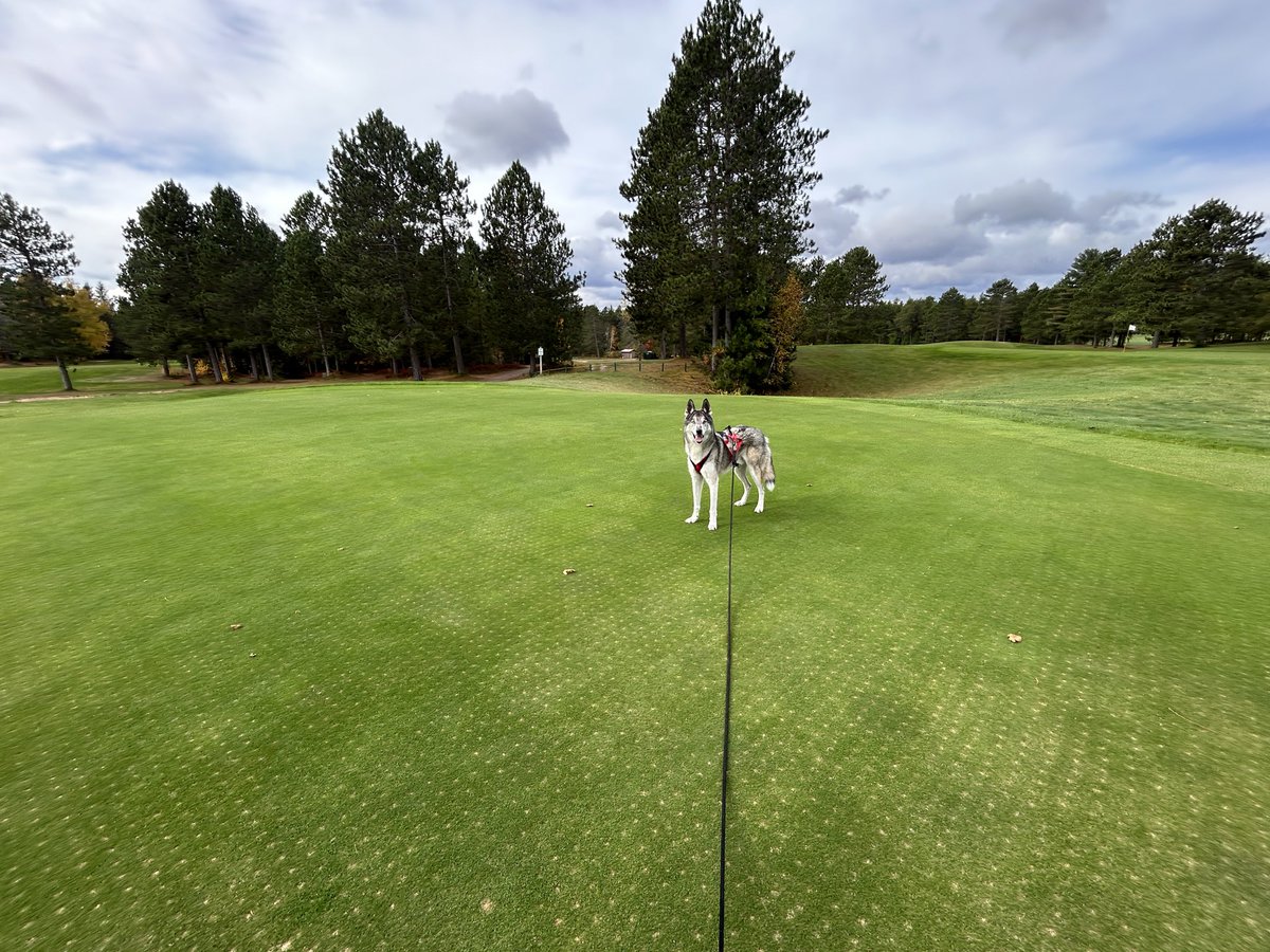 ChocolayDowns's tweet image. 7 days after top dressing it’s looking good again. Inspector Ralph approves. #dogsofturf Closing day is 10/25 come get it while you can.