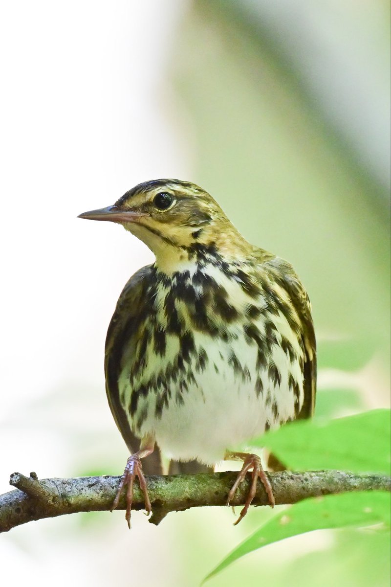 いっちゃん いっちゃん@ぱんとも (@iccho3r) / X