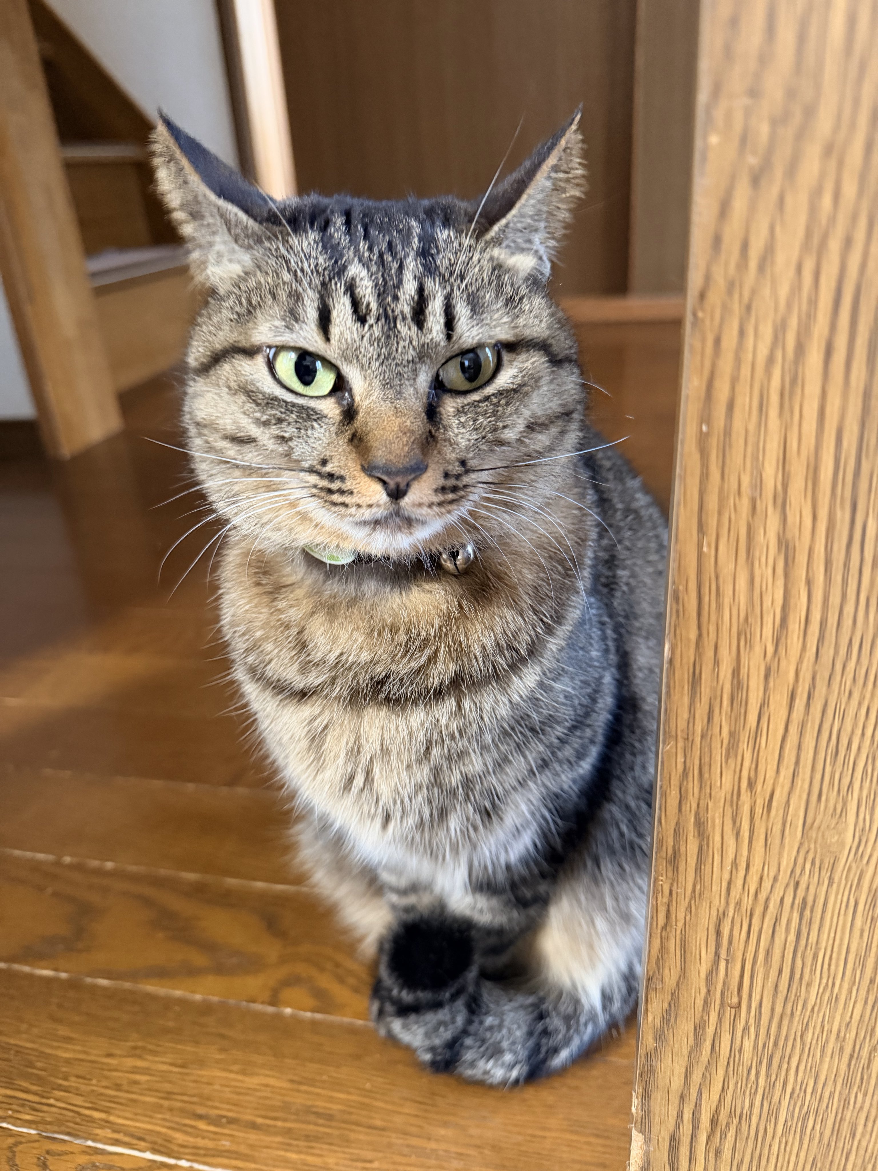 しゃもじかぜ (@shamojikaze) / X