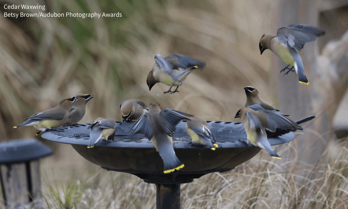 audubonsociety's tweet photo. North America is home to nearly 3-billion fewer birds today compared to 1970. It's essential we do everything we can to protect the birds that bring us joy—that work can even begin right at home. Pledge to make your home and community more #BirdFriendly: https://t.co/xEI7glZkEP https://t.co/5BuRPvAF9Y