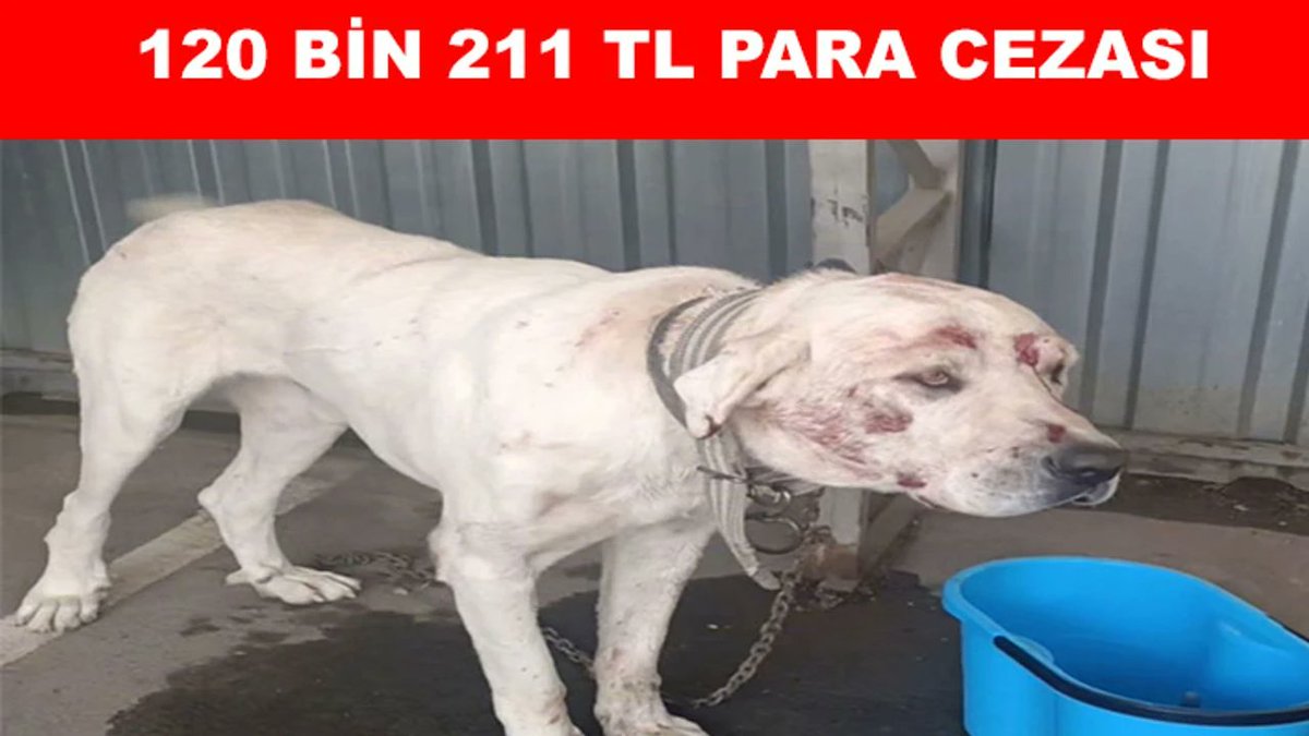 DogDeskAction's tweet photo. 👏 Huge thanks to the Kayseri police for busting a brutal dog-fighting ring 🇹🇷

Protecting animals is protecting our humanity. 💙🐾 #AnimalWelfare #Kayseri #EndDogFighting

https://t.co/7Y04DoZ4Ud https://t.co/eG97f9AVQt