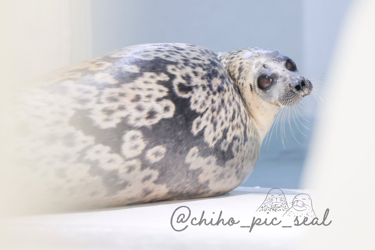 chiho_pic_seal's tweet image. ワモンアザラシのアラレちゃん♡
🦭Ringed seal / Arare
📆2025年撮影
📍 海遊館 Osaka Aquarium Kaiyukan
#海遊館
#ワモンアザラシ
#アザラシ
#seal