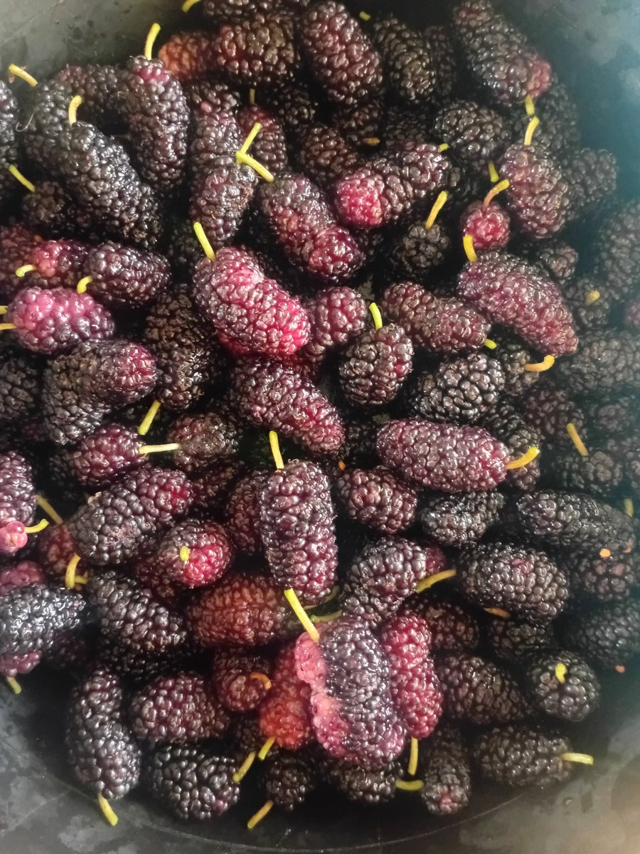 Las campesinas top/shampein comemos sólo frutas que recolectamos de nuestro propio árbol (? 😌🤣