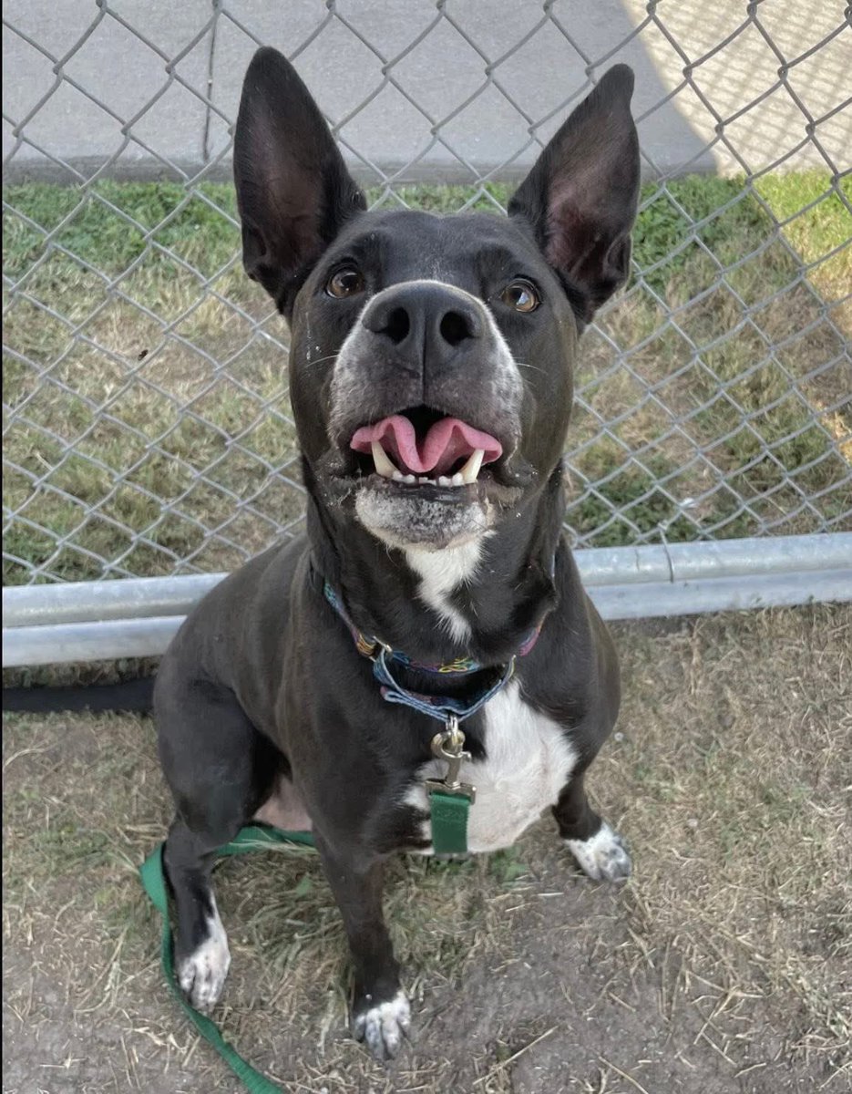 MELINA #A347854 5yo
This beautiful baby has the most RADIANT smile!
She is always happy,loves other dogs,very well mannered &amp; EXTREMELY LOVING ❤️ 
She is an absolute darling, sweetest personality 
Plz #Adopt #Foster or #Pledge just plz save her! #CorpusChristiACS 
#Texas