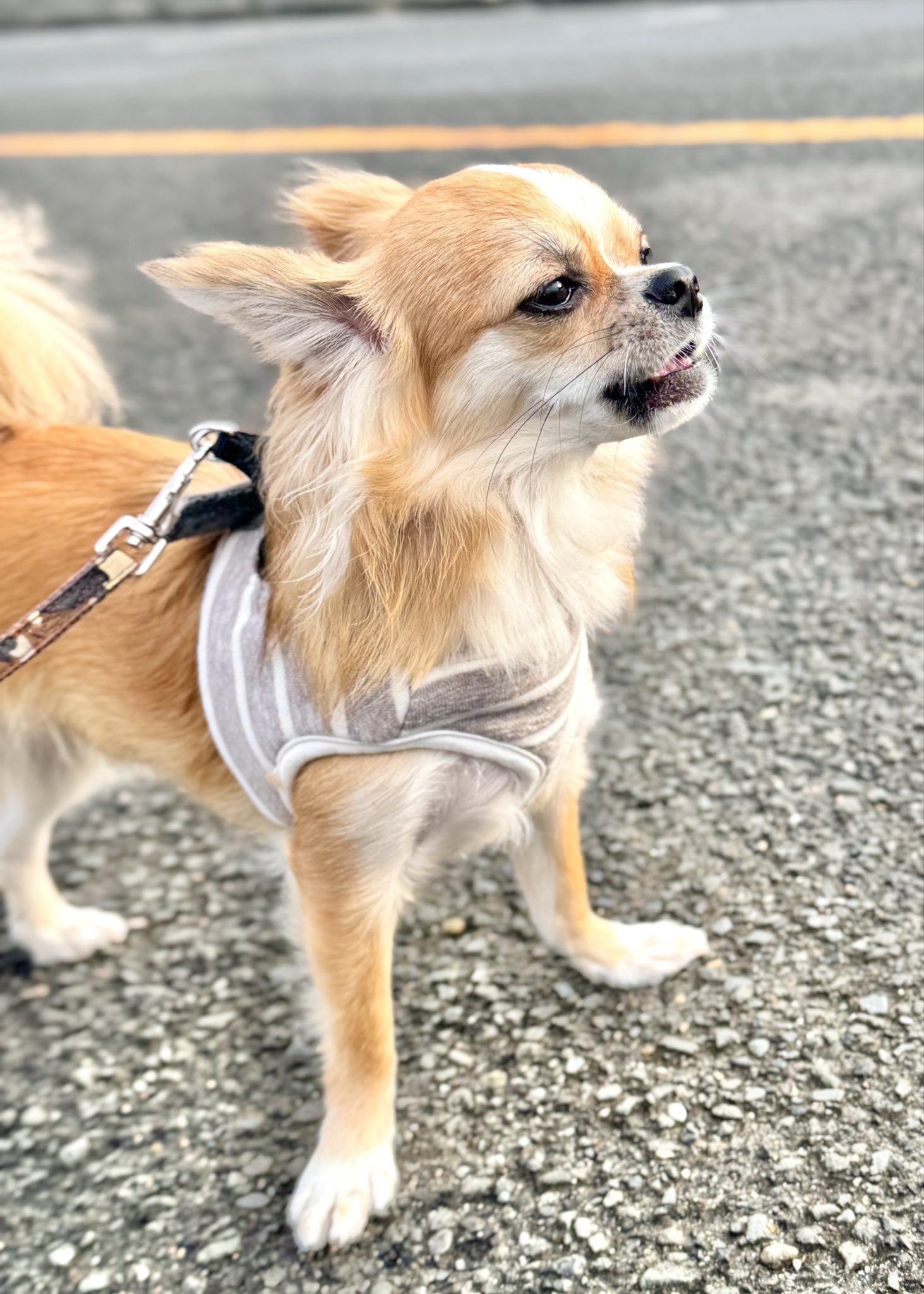 rabimaruページ らびまる🐰 (@rabimaru_t) / X