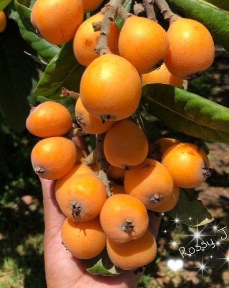 Viviifernande's tweet image. Muitos chamam de nêspera e outros conhecem por ameixa amarela.

Essa fruta fez parte da infância de muitas pessoas.