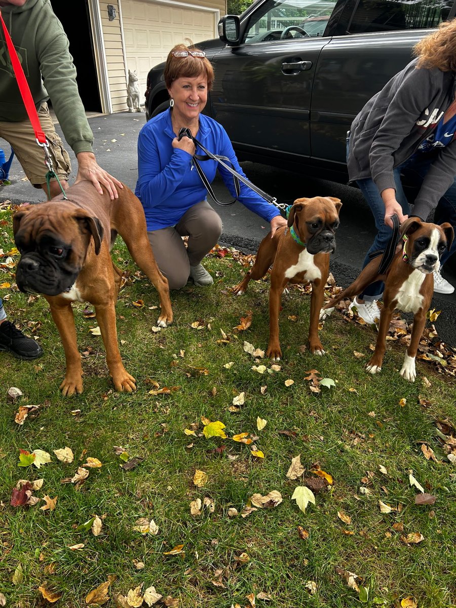 3 lucky dogs got off the Amish mill today . L-R Big boy Leo, unable to breed, Sweet Sassy 12Mths was returned by the buyer for diarrhea , Little Nina 6 mths old never sold. Lived at this cold mill no heat her whole life. Garbage to them treasures to us. #adoptables #Boxerdogs