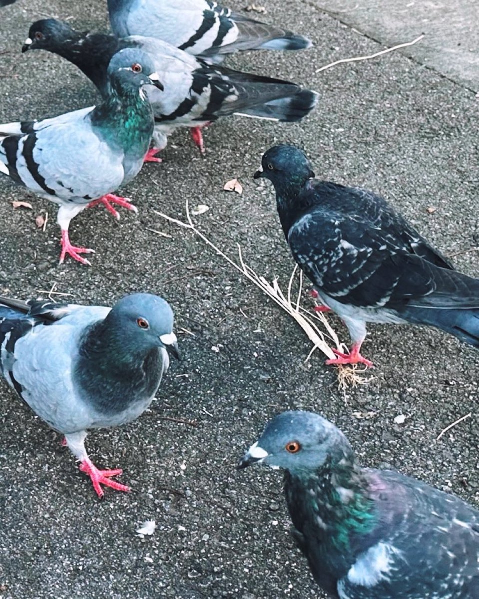 nullnull_syntax's tweet image. もはょ