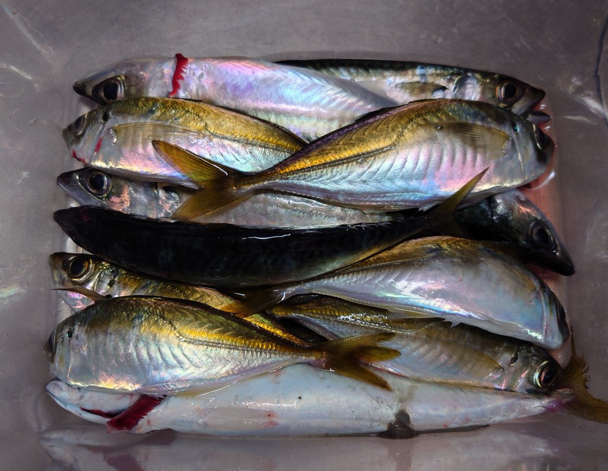 昨晩の釣果。アジ8匹、サバ6匹、アナハゼ2匹でした。
正面からの爆風でコンディションは最悪でしたが、アジ増の釣果に満足です。豆アジですが全部刺身にします！