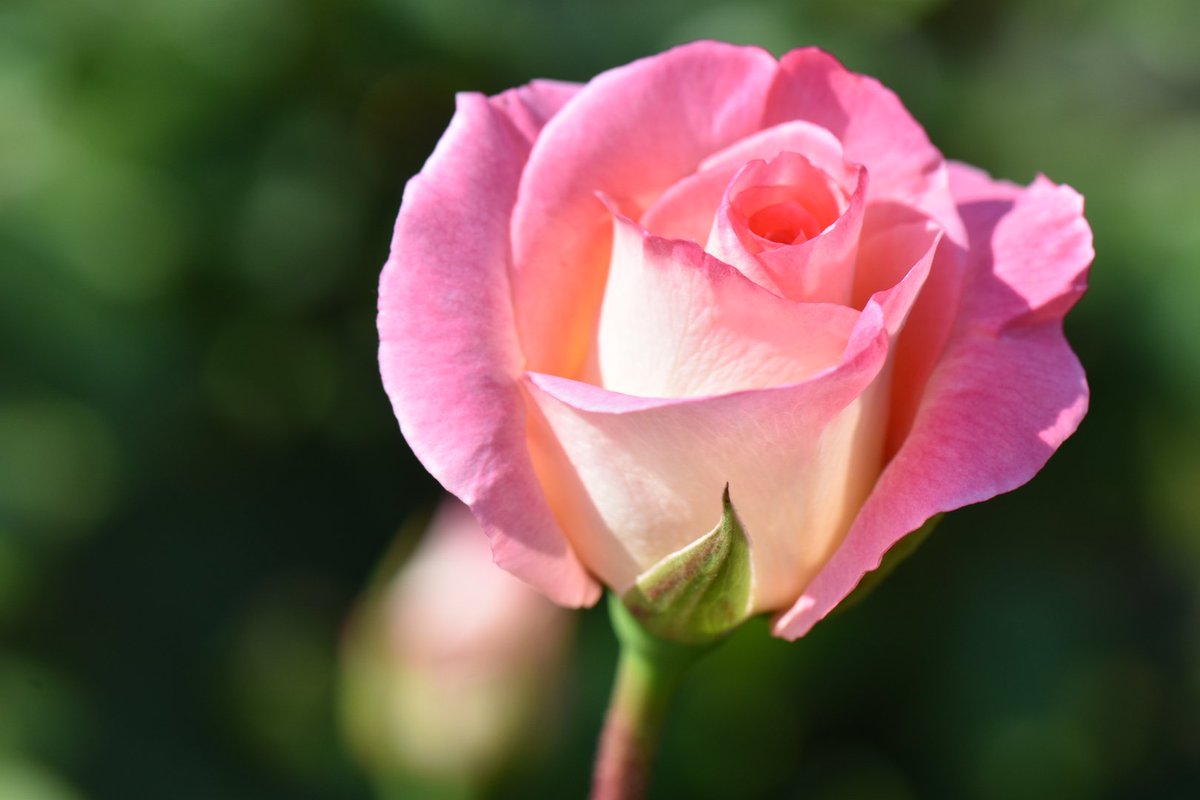 かじやん (@h_kajino) / Posts / X