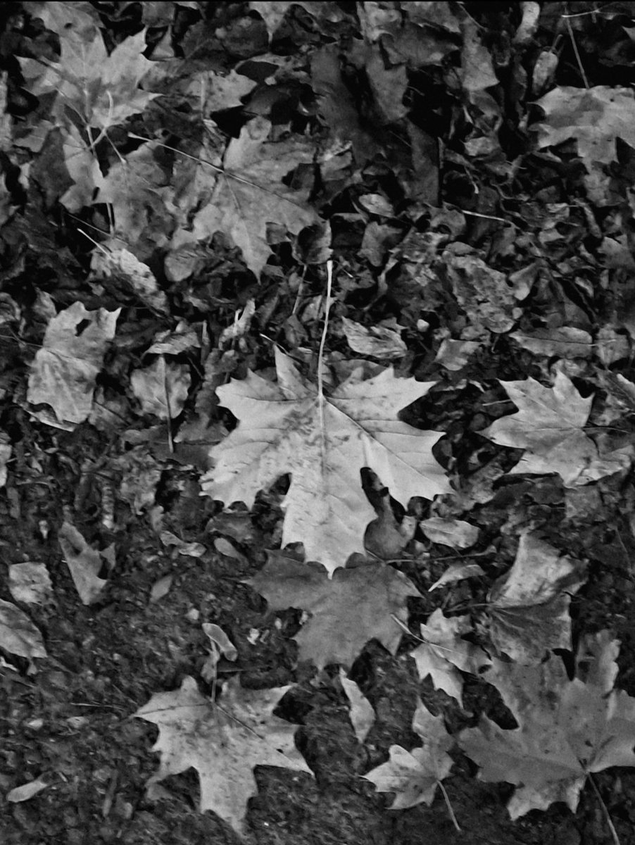 towe1134879's tweet image. Got a bunch of new filters! Now I&apos;ve to edit about 10000 pics 😂