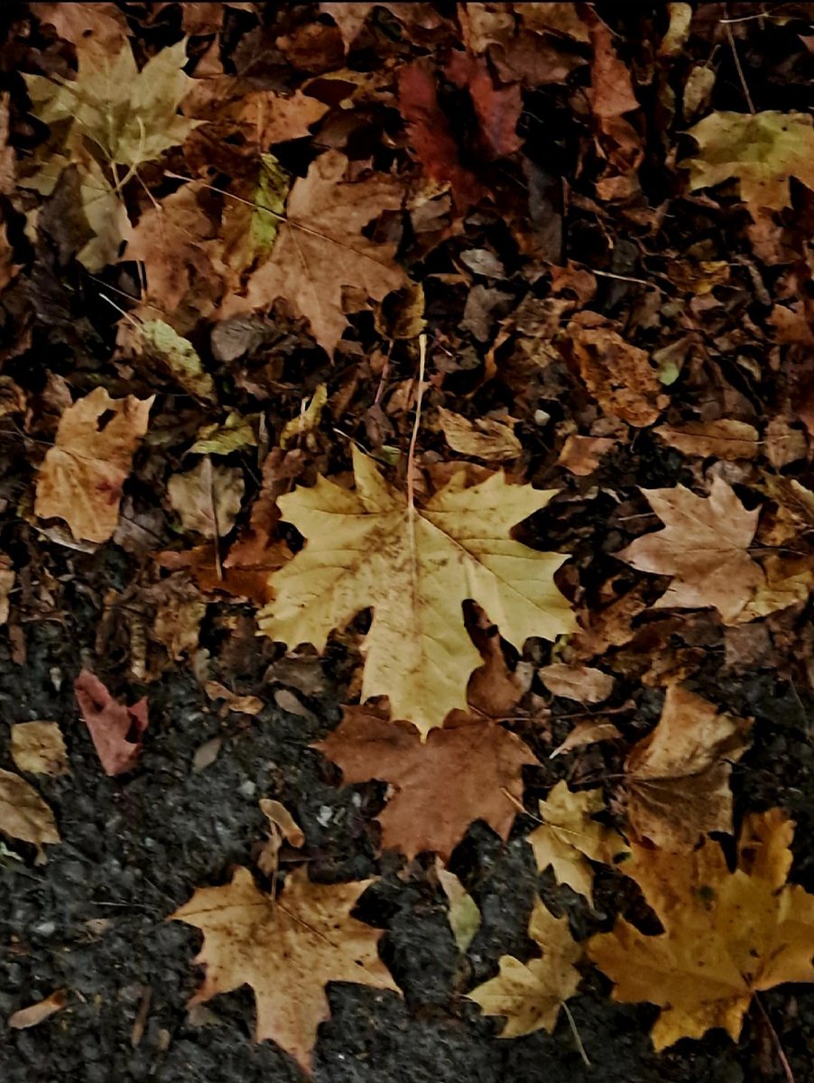towe1134879's tweet image. Got a bunch of new filters! Now I&apos;ve to edit about 10000 pics 😂
