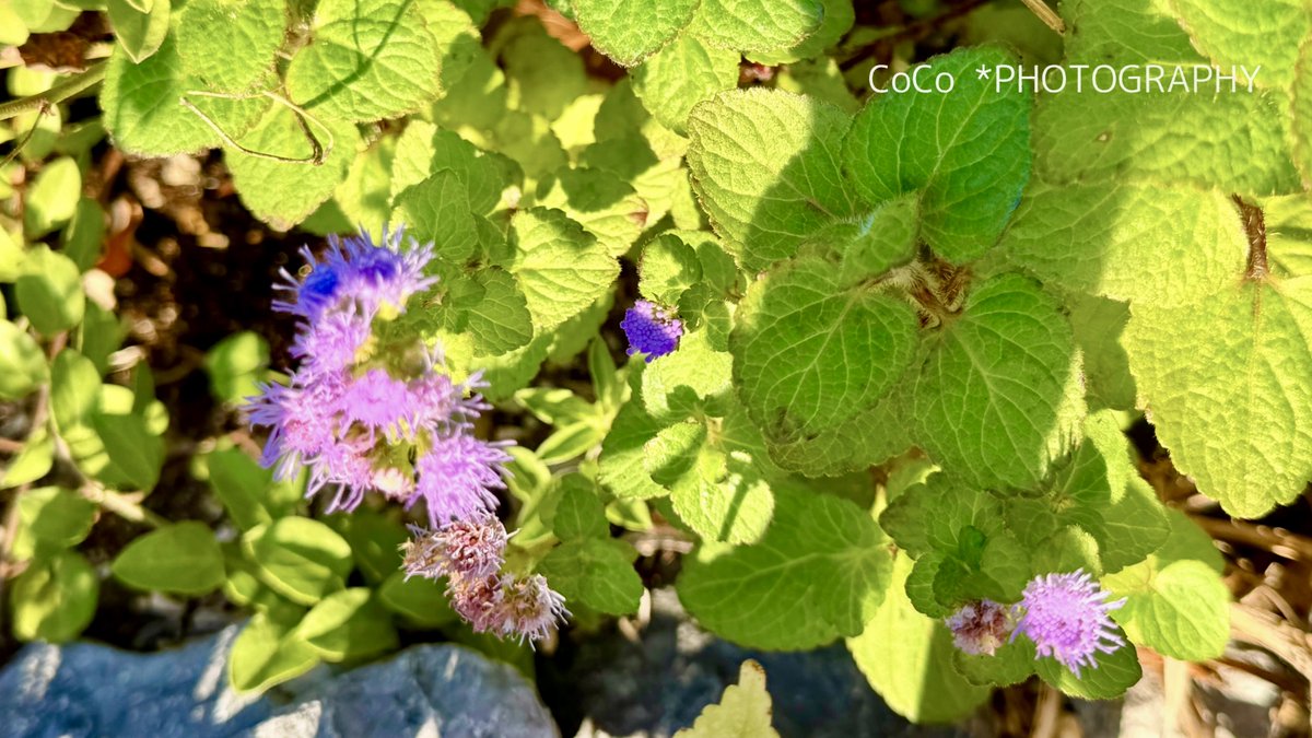 coco (@39coco39coco) / X