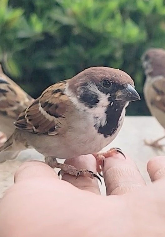 スズメﾁｬﾝ♪
ｵﾊﾖｰｺﾞｻﾞｲﾏｽ 🐥(⁠•⁠ө⁠•⁠)⁠