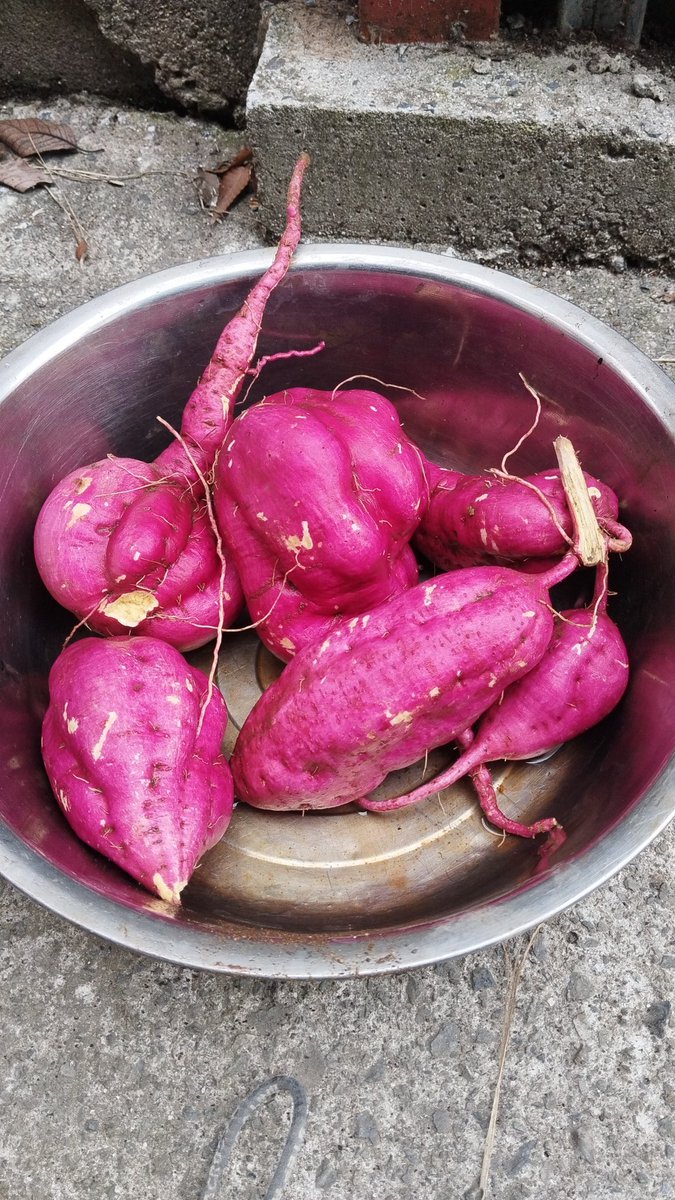 芋掘ってみた ゴツゴツしてカッコ悪い🥺