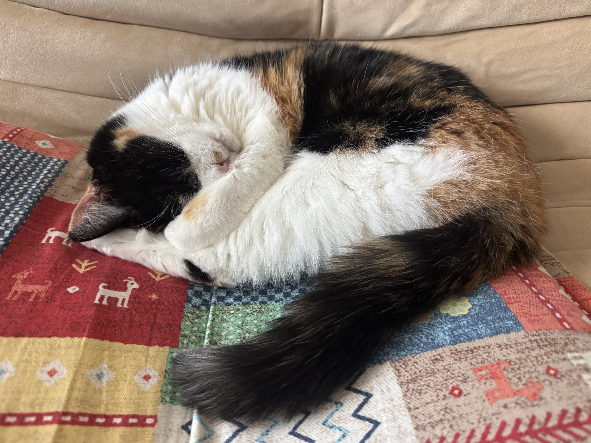 25718❤猫好き( ΦωΦ )ねこがかおあらうわけ 25718❤猫好き( ΦωΦ )ねこ