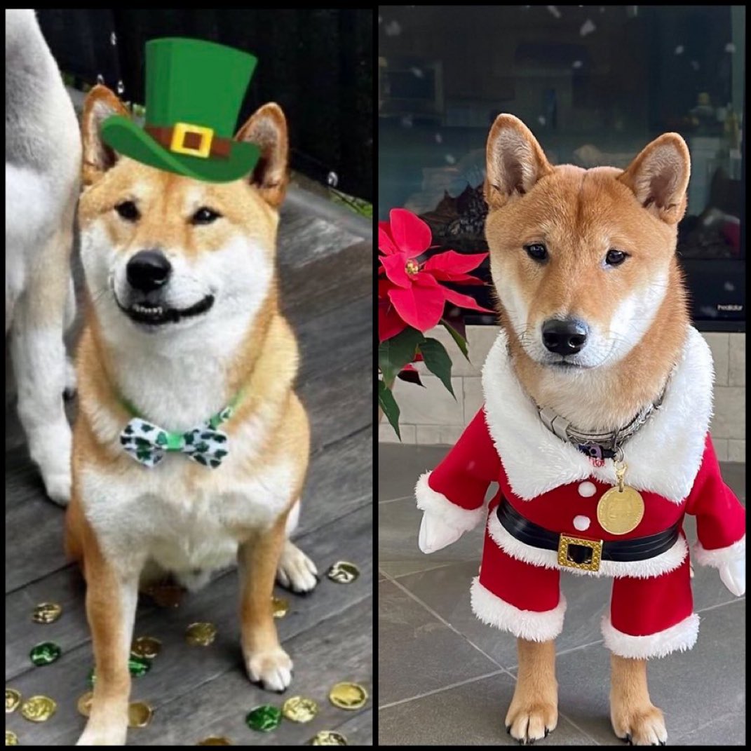 batres07's tweet photo. @cb_doge The Dogefather strikes again, appointing his Floki as the top dog at X. https://t.co/y2tUkcadL2