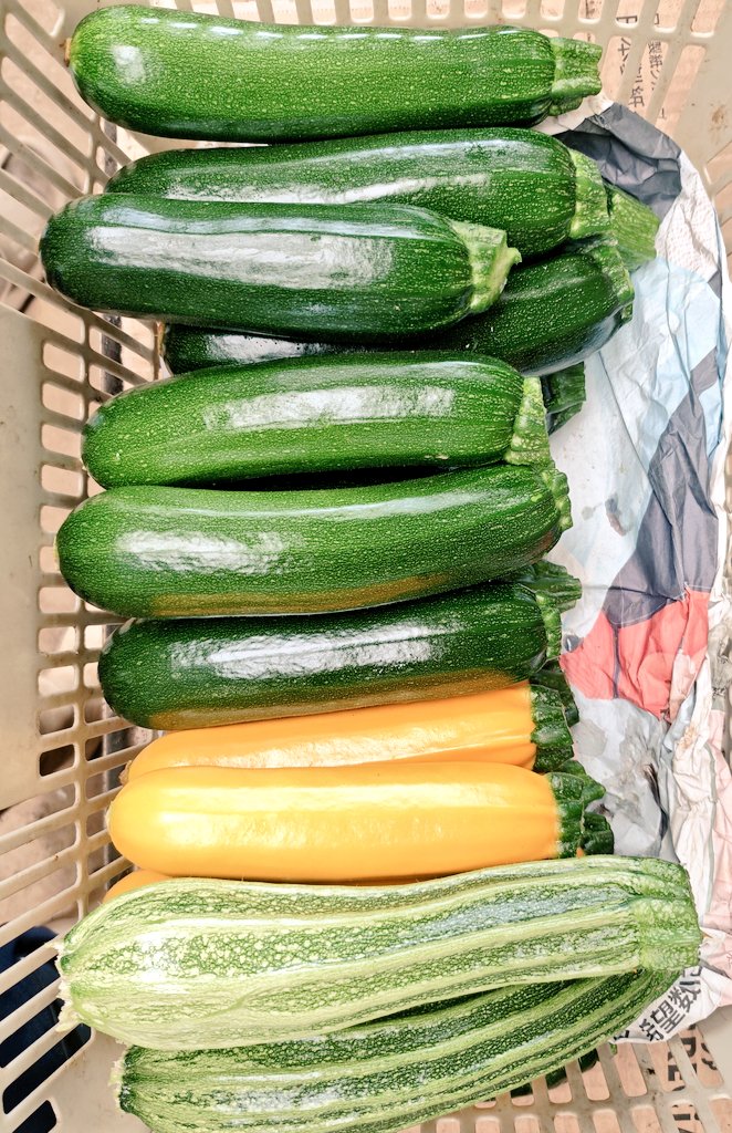 お野菜〜プロフをご覧下さい〜 美園野菜(浦和美園で野菜販売) on X