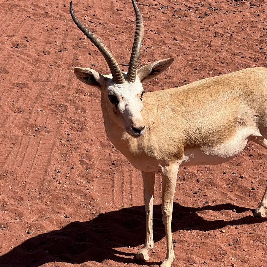 صباح الخير من محمية نيوم🦌📸🤍.

" ماعاد ليّ بمطارد الصيد حاجه 
الّا غزالٍ صادني قبل اصيده 🤍"
 - خالد الفيصل
#الضبي🦌
