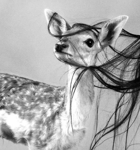 غـزال عـلـى غـزال مخـالف 
غزال بوقرنين وغزال داير سالف ♥️

#الضبي🦌