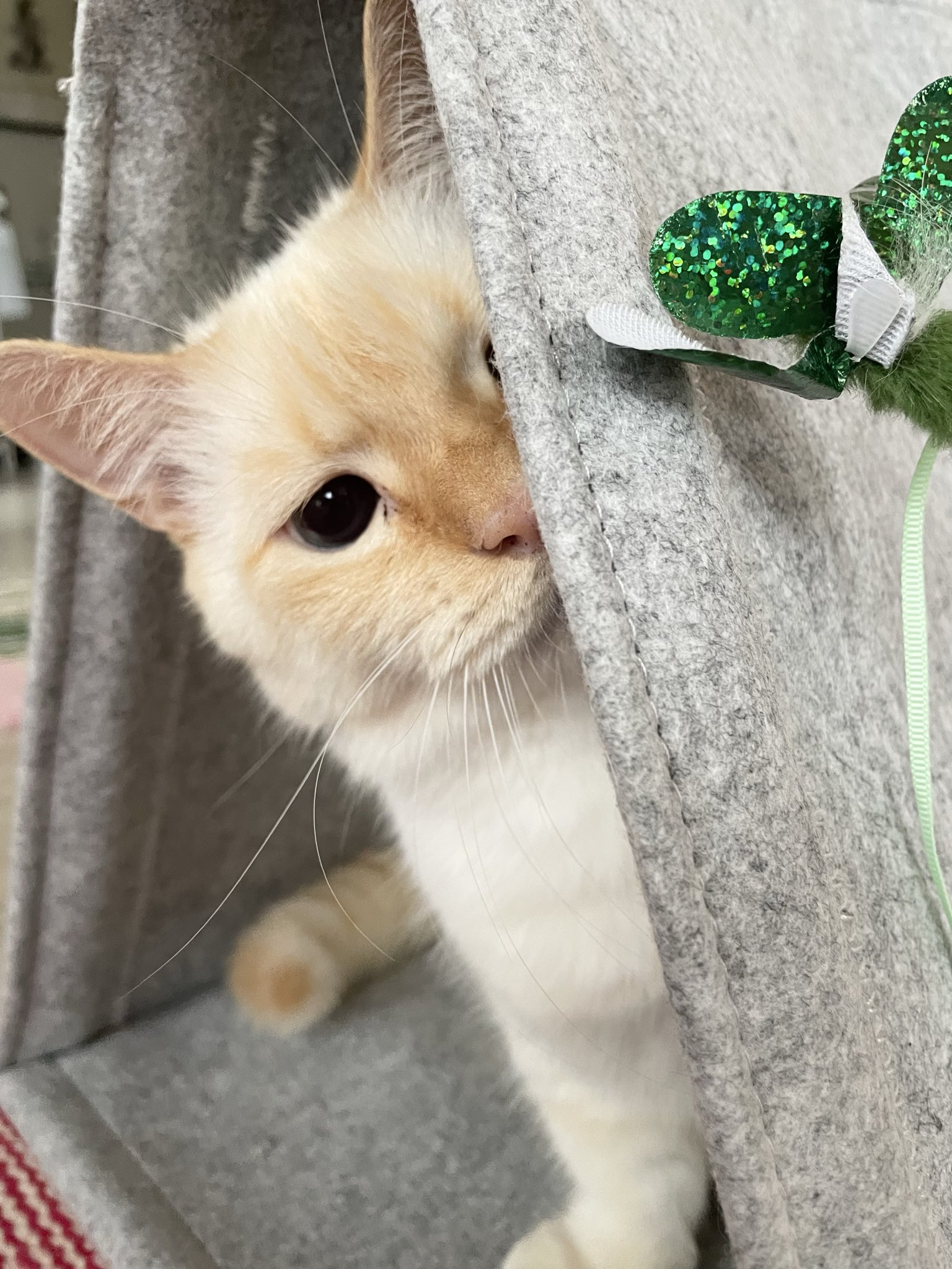 ちび猫※プロフ全文必読※2508W2 ちび猫※プロフ全文必読※2508W2 ちび猫※プロフ全文必読※2508W2