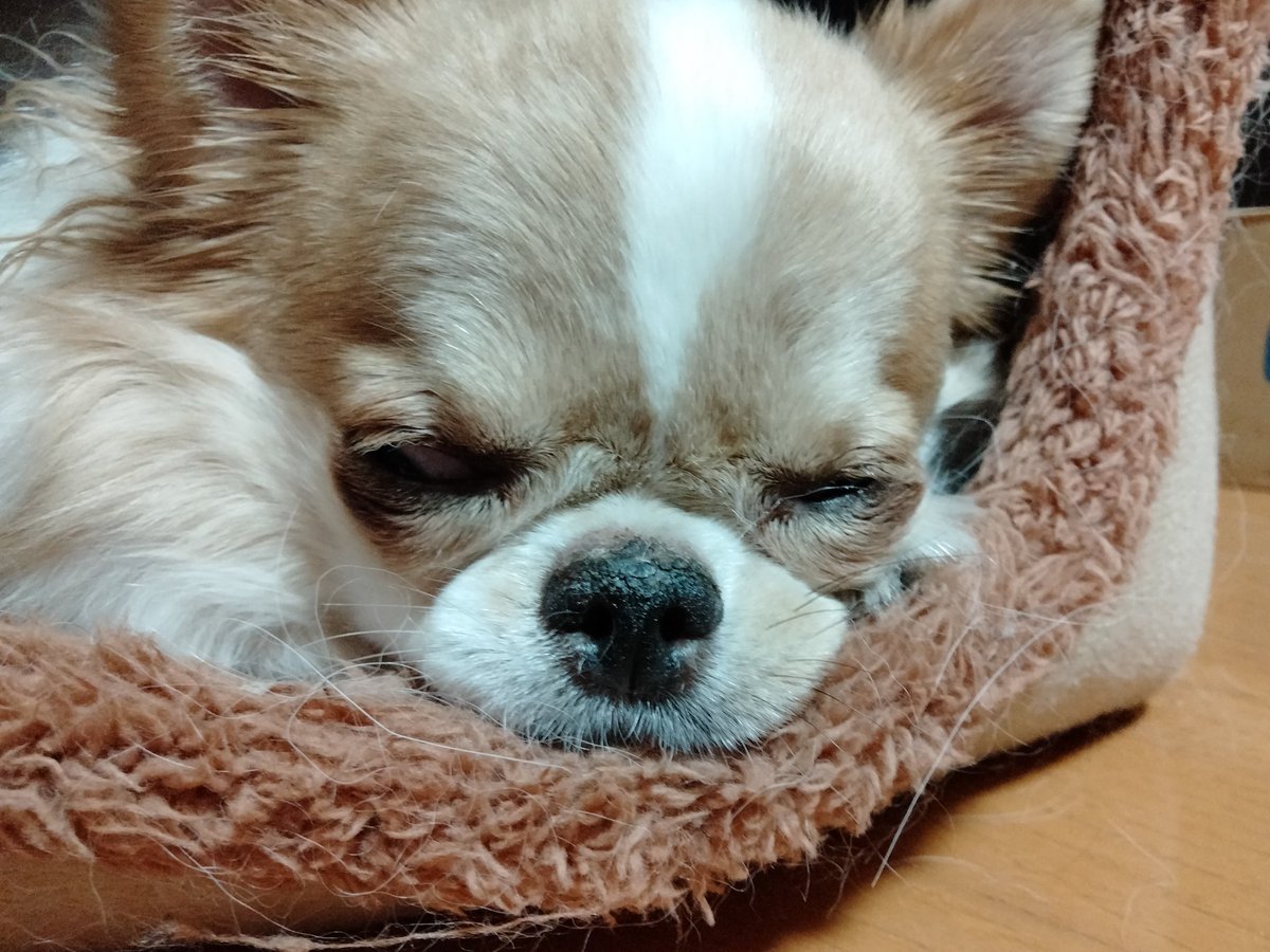 えちごやとちわわ (@echigoyamoke) / Posts / X