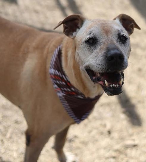 🆘 #SENIORDOG IS BEING KILLED TMW 10.21 BY #SANANTONIO ACS #TEXAS‼️

SWISSY 💝#A693818 
11 yrs 10 mths old sF
💕Social, dog friendly, sweet

#AdoptDontShop 📧 acsadoptions@sanantonio.gov 
☎️2102076666

#Foster 📧
acsrescue-foster@sanantonio.gov 
☎️2102076669

#PledgeForRescue 🙏🏼