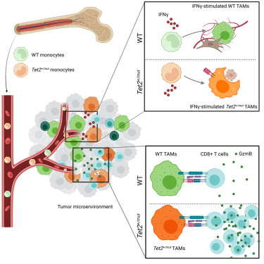 Online Now: TET2-mutant clonal hematopoiesis enhances macrophage antigen presentation and improves immune checkpoint therapy in solid tumors dlvr.it/TNnYb6