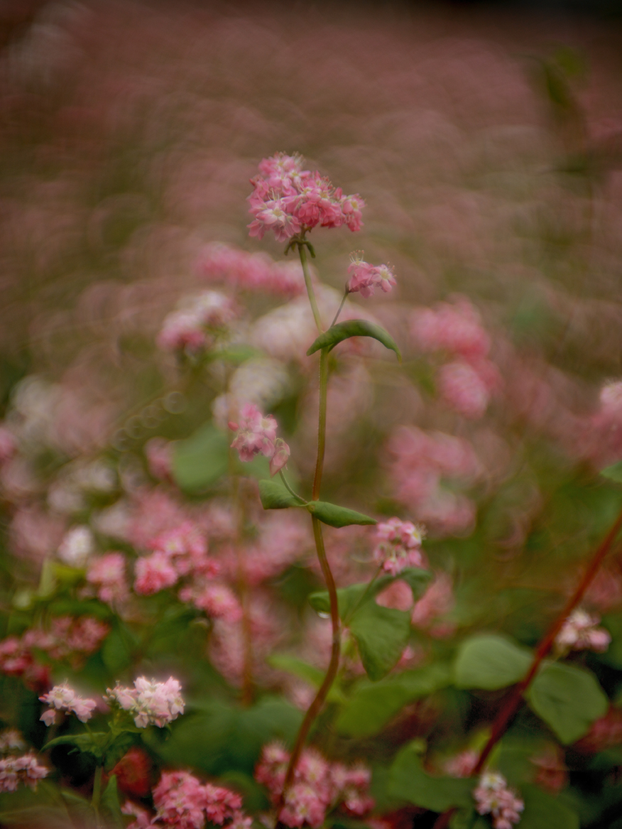 sian_nikuleru's tweet image. 赤蕎麦花 ♪
＃Bokeh ＃蕎麦 ＃赤蕎麦 ＃綺麗