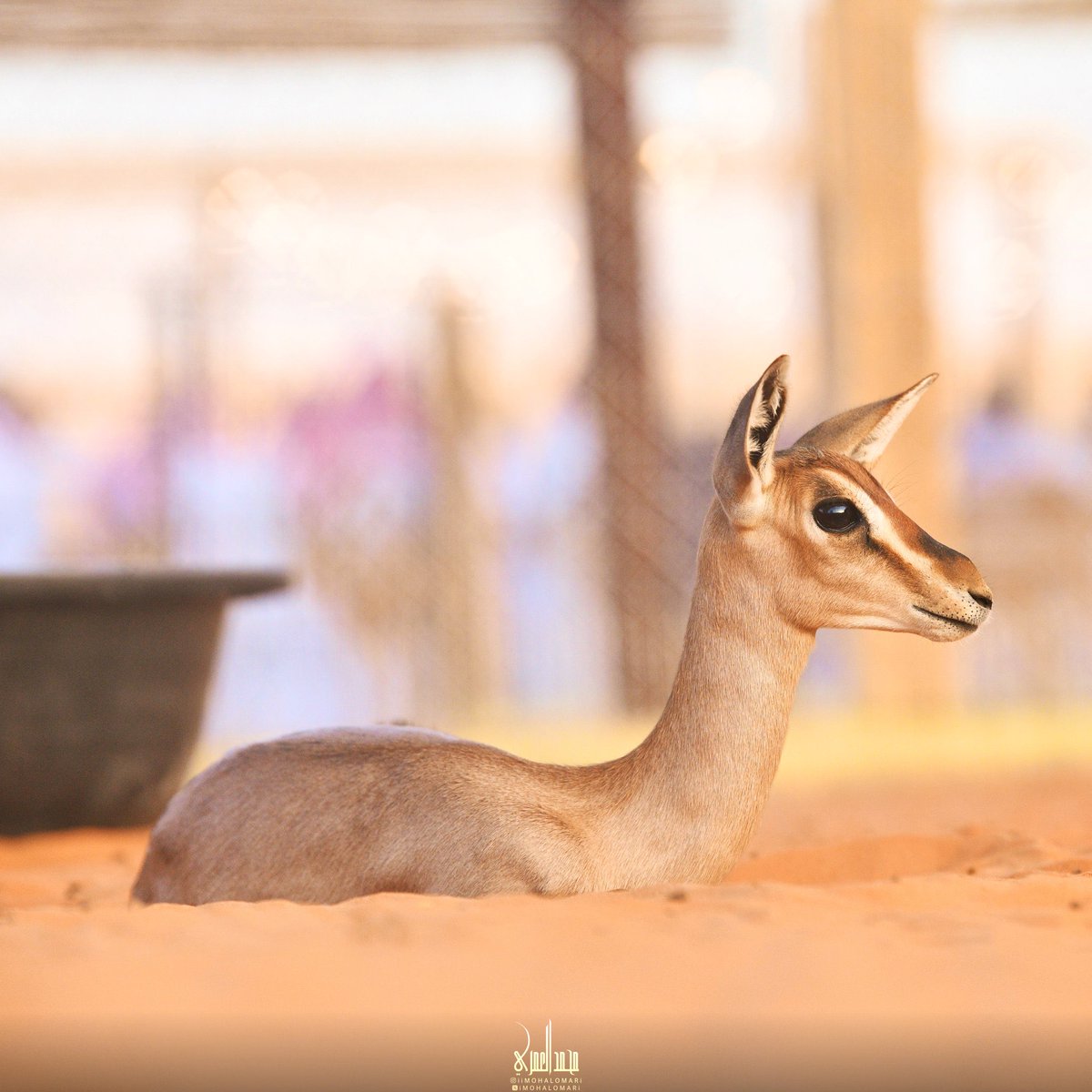 بعــض البشـر تغليه لو ما تشوفه
يجذبك له شيٍ غريـبٍ بالأحساس

"
تسمــع كلامـه ثــم تقـرا حروفـه
تبحر معه تنسى مشاكلك والناس

#الضبي🦌