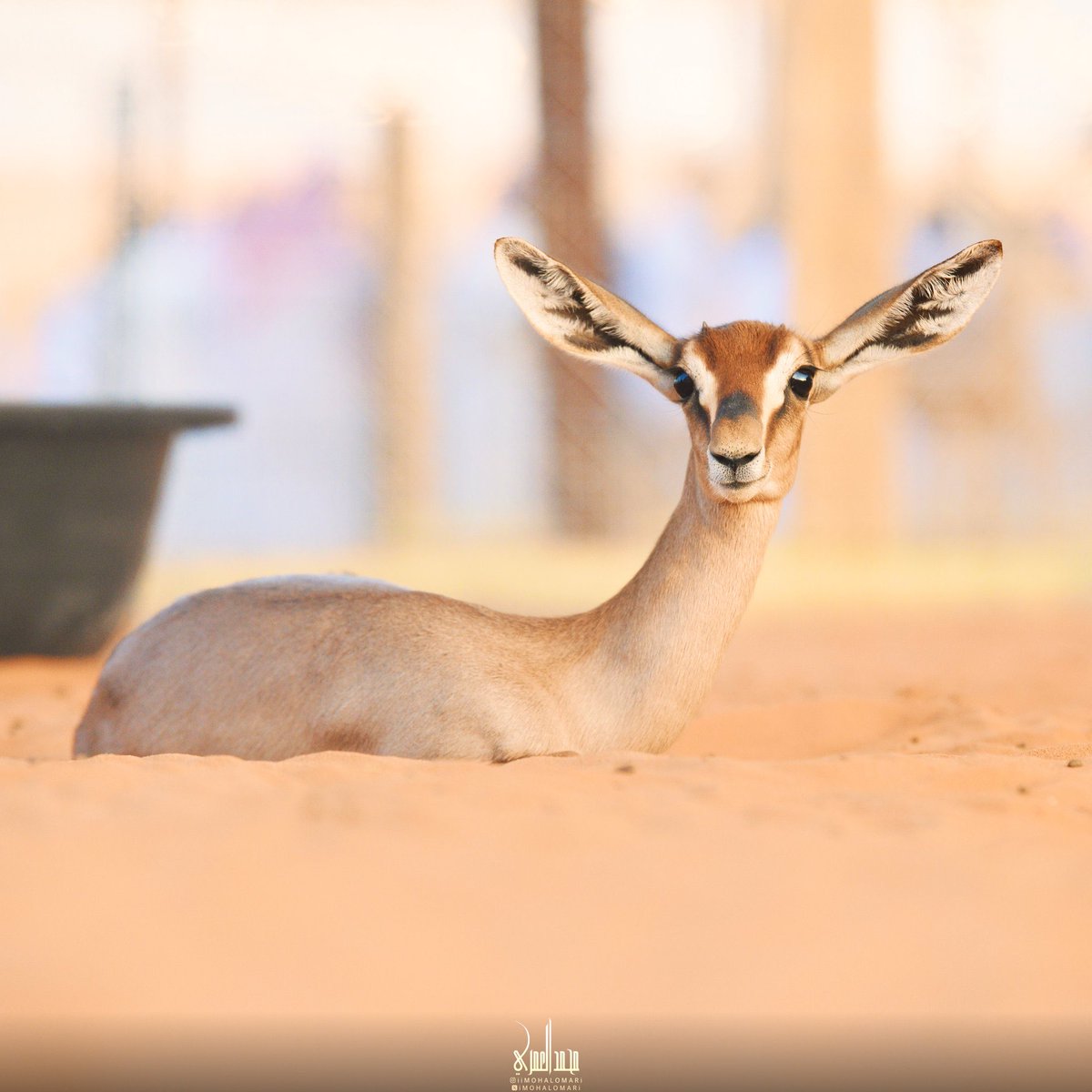 "اجبروا الخواطر، وراعوا المشاعر، وانتقوا كلماتكم، وتلطفوا بأفعالكم، وتذكروا العشرة، ولا تؤلموا أحداً، وقولوا للناس حُسْناً، وعيشوا أنقياء أصفياء؛ فهذا نهج الأنبياء، وأخلاق النبلاء."

#الضبي🦌