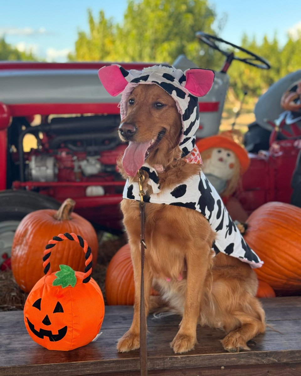 Southern Hill Farms tweet media