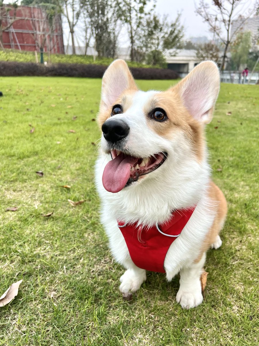 ゆっくり歩いていくと、道の景色はワンちゃんの耳みたいに可愛い