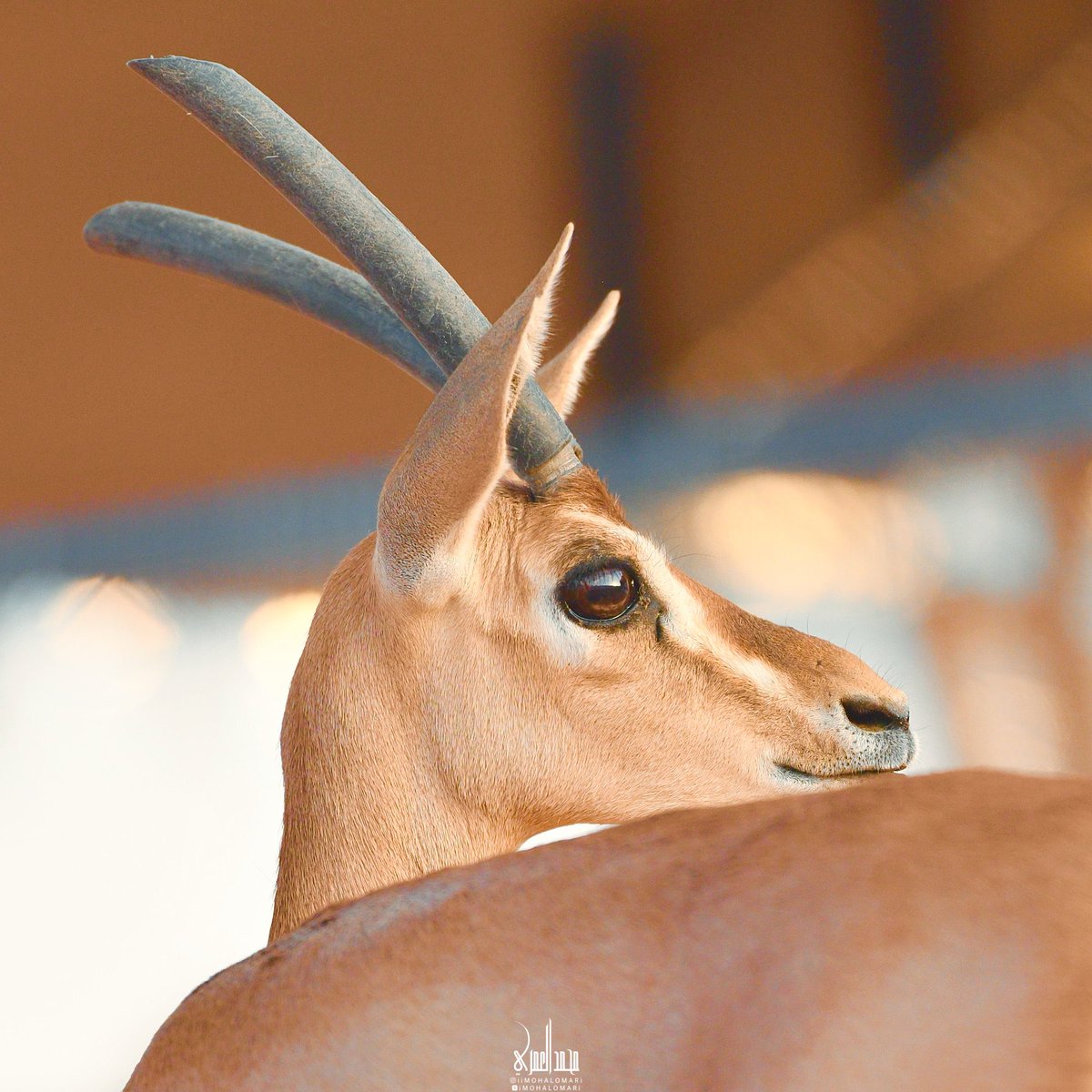 التمادي كسر خاطر .. و الوقوف اجباري
والرجوع أرخص ثمن من عمري اللي سقته

وانت ماعادك بالاول وانا قدني داري
حتى عطرك لو يسولف عنك ماصدقته 

يا جديد الشعر والا ياقديم اخباري 
لايموت الحب خل الحب ياخذ وقته 

بري حالي منك مدري وش يجيب الطاري
“ وانت حلمٍ لاعتق روحي ولا حققته
#الضبي🦌