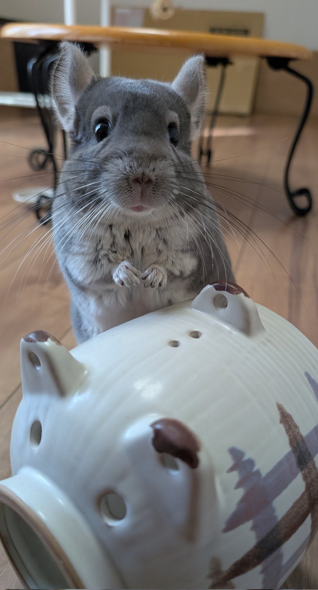 チンチラのふわちゃん on X: 